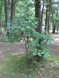 Oak Tree Sapling