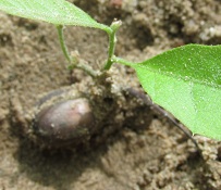 A close up of an acorn on the ground