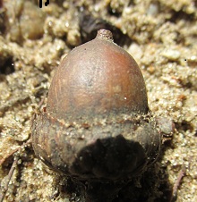 A close up of an acorn on the ground