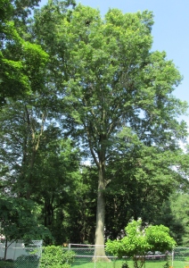 Mature Oak Tree